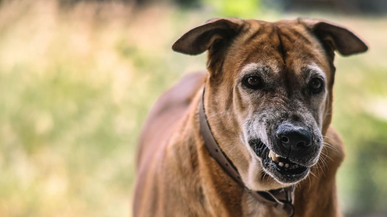 Perro enojado