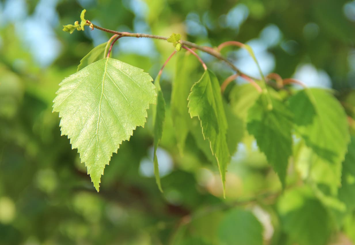 Hoja de abedul: conoce los poderes de este amuleto