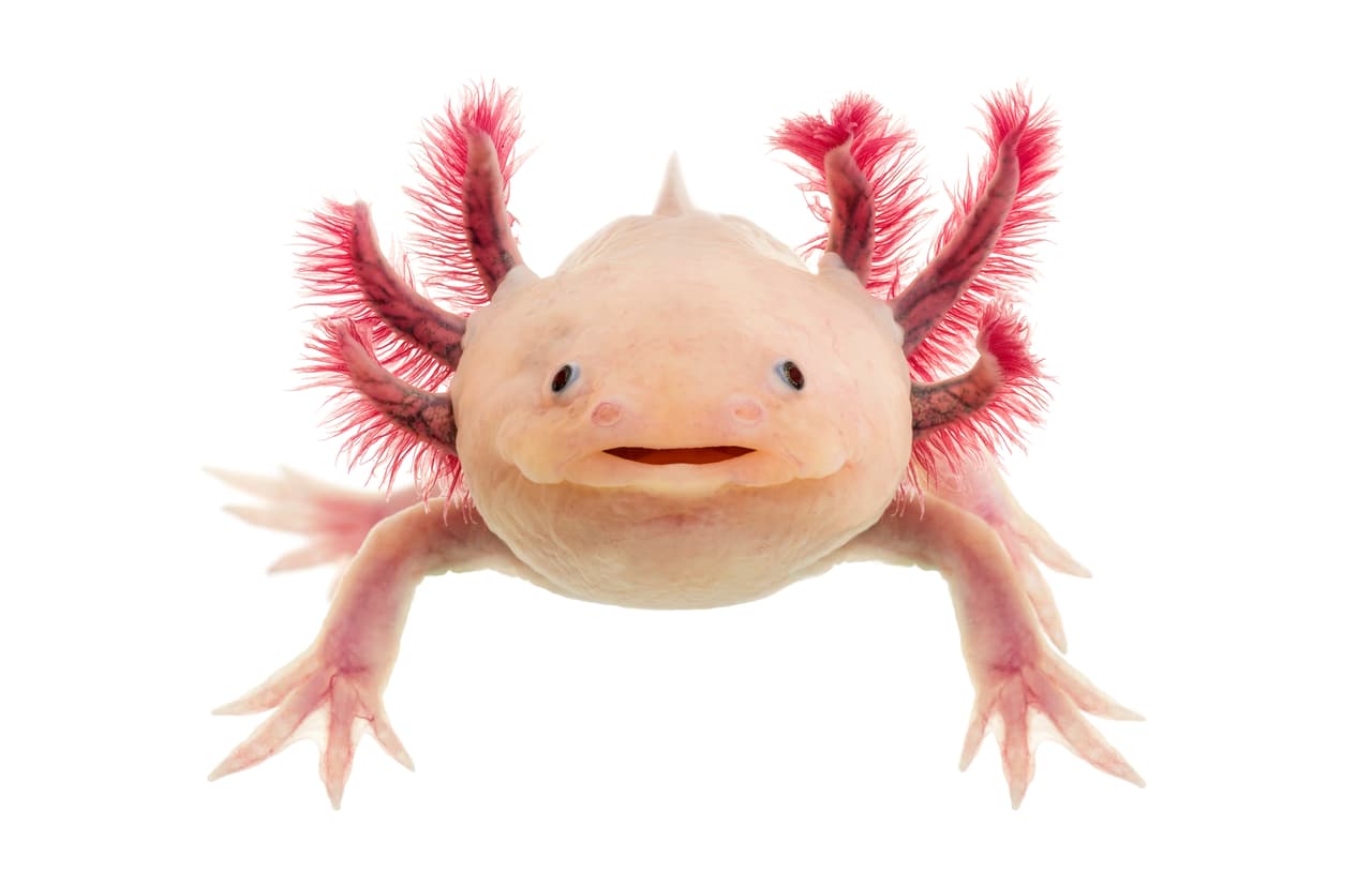 Ajolote, el animal chilango que está al borde de la extinción